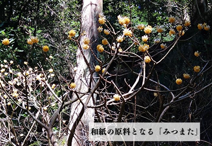 池ちゃんさんぽVol.06 越前和紙の製造工程を見学