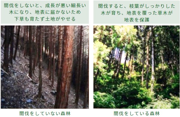 森林はなぜ間伐が必要なの？