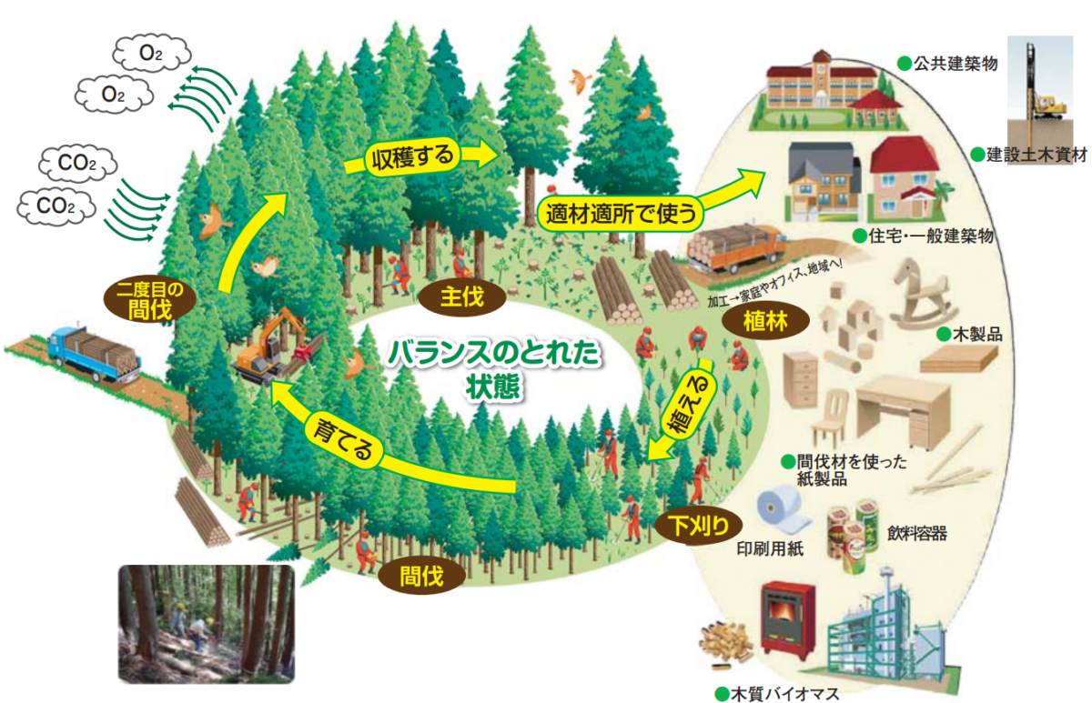 森林はなぜ間伐が必要なの？